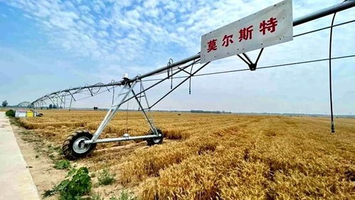 麦浪中的神器